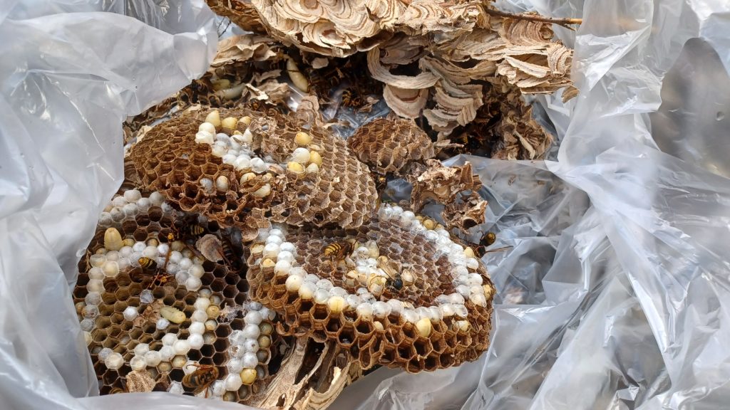 駆除後のスズメバチの巣（函館市東山地内）