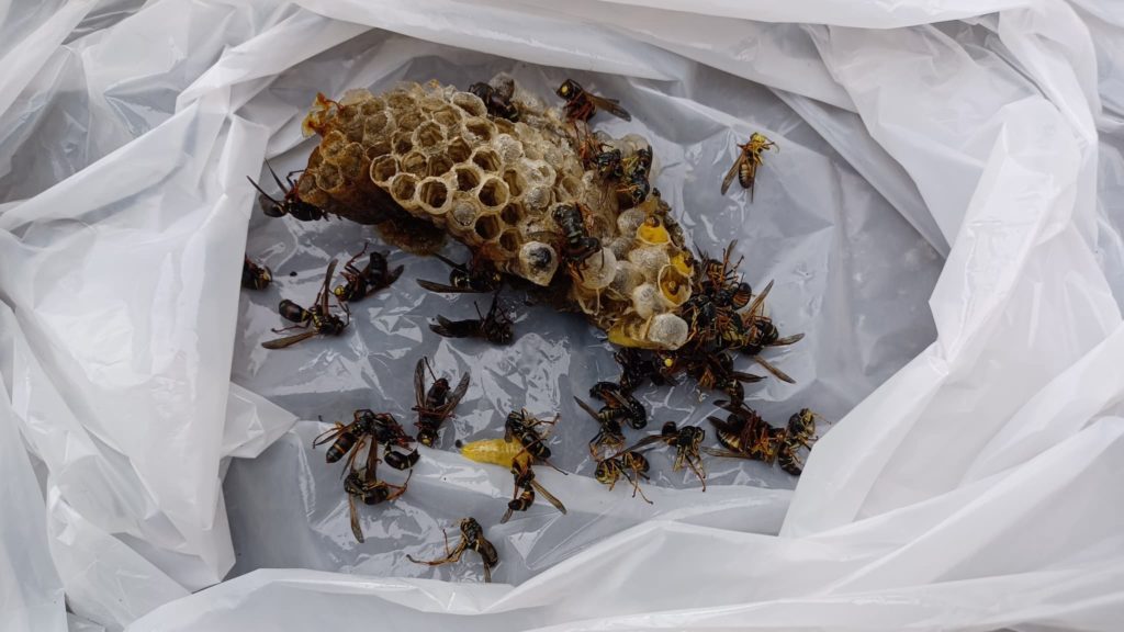 コアシナガバチの駆除の蜂の巣