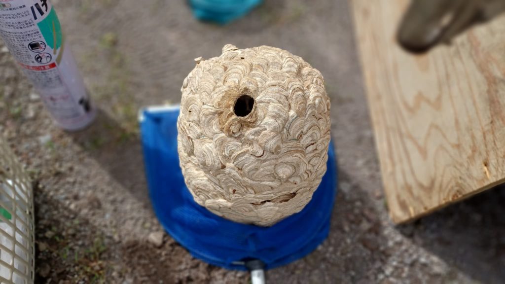 北斗市内で駆除した直径30cm程度のスズメバチの巣
