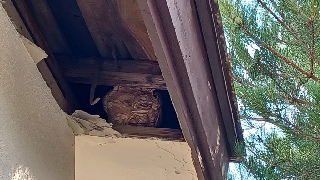 住宅の軒天内部に出来たスズメバチの巣