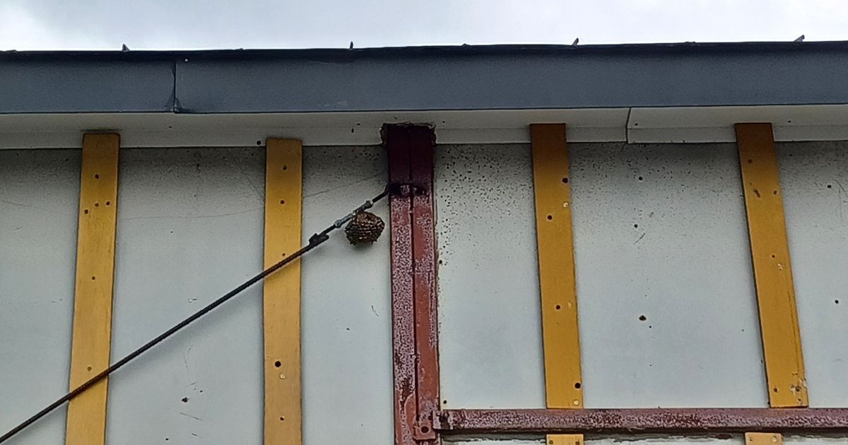 北斗市にできたアシナガバチの巣